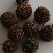 Traditional Chinese medicine herbs Passepartout HCH through 500g