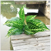 Simulation green plant simulation zebra leaf simulation The beam white grain leaf simulation plant wall plant Decoration Engineering