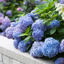 Magic fairy pupil with flower buds Sun Temple Miss Saori Bride hydrangea seedlings hydrangea potted garden