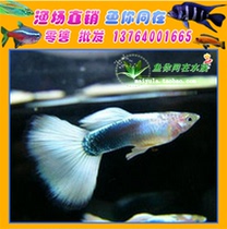 Peacock anchovy ivory white yellow dress tropical fish ornamental fish live fish live fish live fish farm direct sales