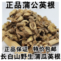 Long white mountain wild dandelion root Chinese herbal medicine yellow floral didgin 500 gr quality assurance
