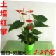 Tupei Red Palm 2 куски 3-5 цветов (зеленые улитки