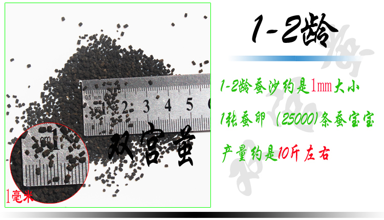 Số lượng lớn tằm con con người lớn tằm cát gối tằm ban đầu tằm tằm tằm tằm tằm con gối