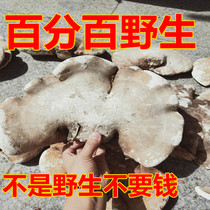 Wild White Ganoderma Jade Ganoderma lucidum origin Changbai mountain free slicing 500g