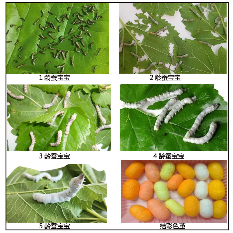 蚕宝宝的窝:学生养蚕套装,开启春日小科学家之旅!-养蚕用品-淘宝百科网