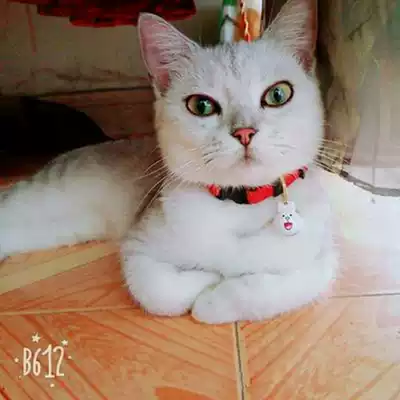 Pet collars, cat collars, cat necklaces, dog bells, Doraemon, the same collars, cat bells, pet supplies