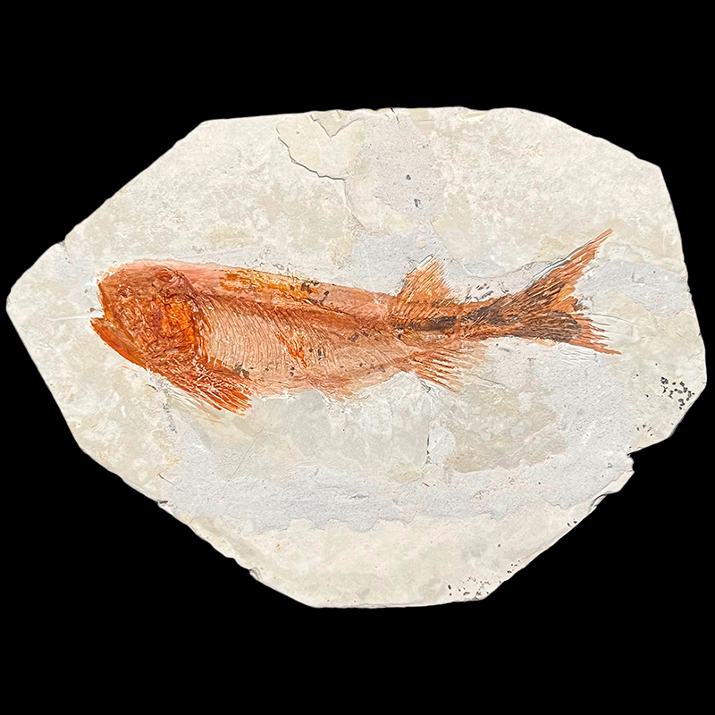 Natural Paleontological Fossil of Large Wolffin Fish, Geological Science Collection Display Piece, Teaching Specimen of Trilobite