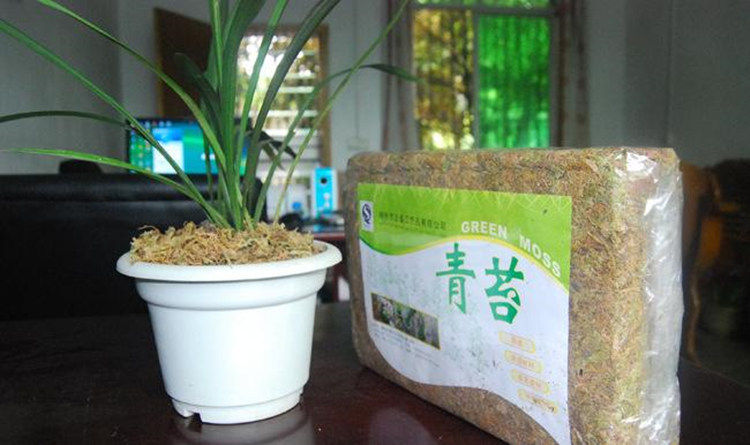 苔藓干水苔兰花蝴蝶兰种植保湿青苔盆景多肉植物营养土 特惠抢购 蝴蝶兰 苔藓 青苔 盆景 兰花途虎网