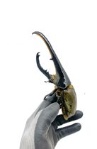 The Larvae of the Ha River Larvae is a large blood of his family