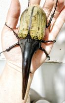 The FF 136 polar blood of the Larva River Okuo is very thick