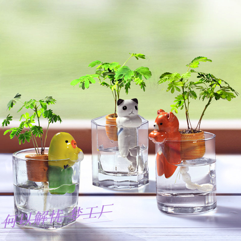 Kindergarten potted plants easy live small potted plants DIY office creative children grow mimosa flower seeds