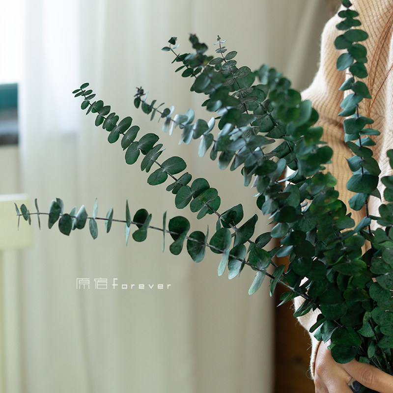 Evergreen flower amine leaf drying flower Eugalie Nordic light and luxurious home-like plate soft decorated bouquet with flower material