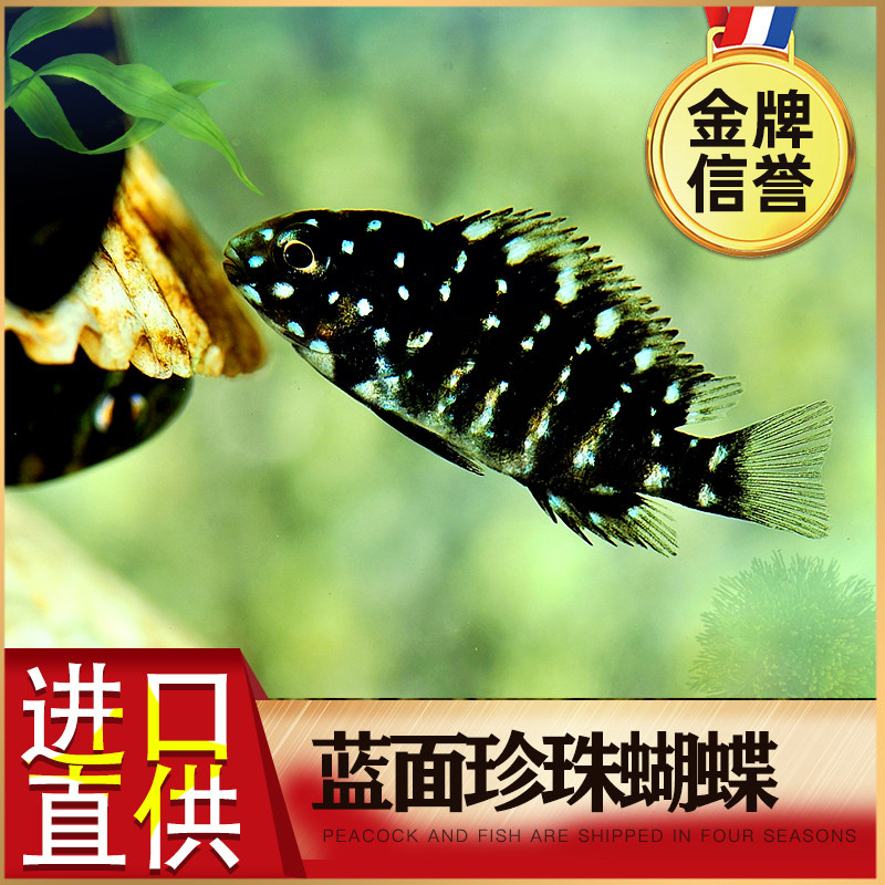 Taiwan imported three lakes cichlids blue-faced pearl butterfly tan bream yellow wide red broadband butterfly package damage to the tropics