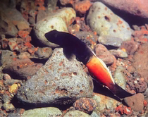 The same color tough shrimp tiger rare imported shrimp tiger fish stream eco-cylinder grass cylinder