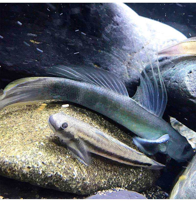 (Imported rare gobies) Watermelon Angel Bald Shark Sumatra Angel Floating Fin Goby