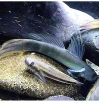 (Imported Rare Shrimp Tiger) Watermelon Angel Bald Shark Sumen Angels Floating Fin Shrimp