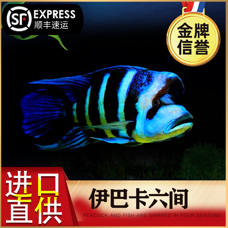 Ibaka Six Tan Snapper Goose Head Crown Burundi Six Live Ornamental Fish Sanhu Cichlid