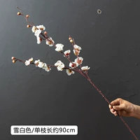 Trigema xiaodi mei (Белоснежка)