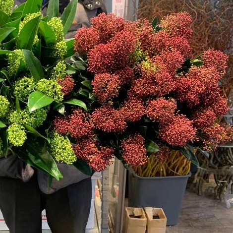 Dutch imported taro Yin family vase flower arrangement fresh cut flowers high-grade flower material long flowering period Shunfeng delivery 