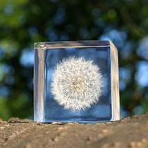 Japan sola dandelion plant specimen desktop literature light luxury velvet flower healing ornaments gift birthday gift