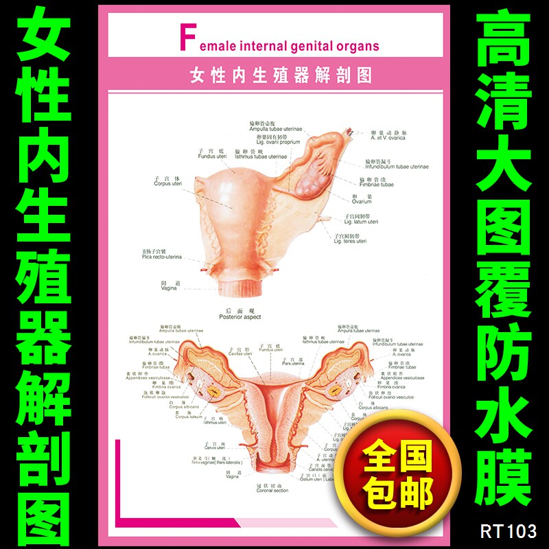 女性內生殖器解剖圖人體器官解剖示意掛圖人體系統解剖圖海報定做