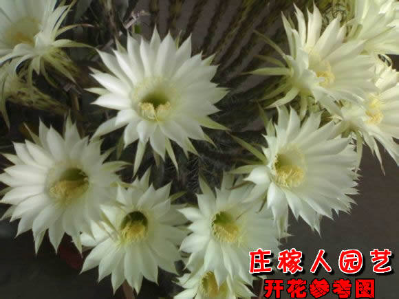 王冠短毛丸自根仙人球多肉植物仙人掌属容开花品种满38元包邮