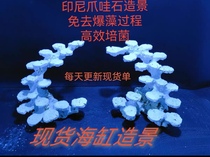 Sea tank landscaping coral landscaping algae-free high-efficiency culture Indonesian Java stone landscaping silicate-free spot landscaping