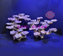 Sea tank landscaping high calcium deep sea live stone explosion-free algae live stone landscaping small sea tank landscaping suspended landscaping stone coral stone