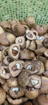 Guangxi wild romantic fruit