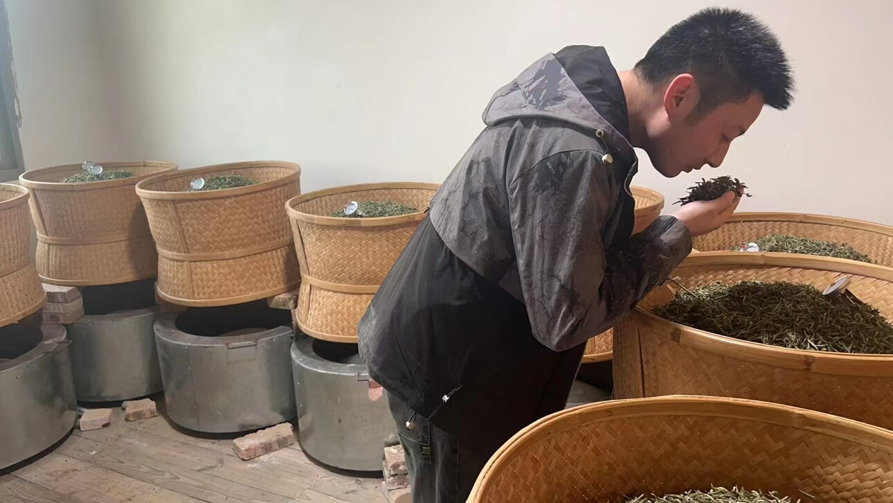 正岙福鼎白茶正宗源头高山茶叶工厂直销店的LOGO