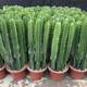 Immortal potted plant radiation-proof keel green plant succulent plant office flowers absorb formaldehyde free shipping