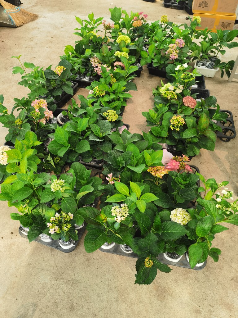 川崎昭堂F086 木槿– LUXCRAS