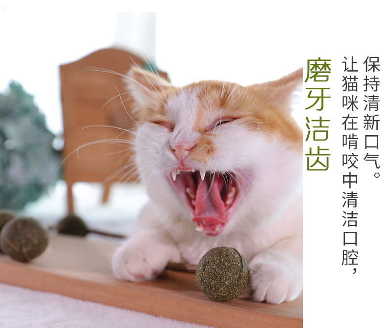Catnip kẹo mút mèo mol mèo đồ chơi mèo vui mèo dính catnip bóng gỗ bọ cạp mèo cỏ mèo mèo ăn nhẹ thức ăn cho mèo con 2 tháng tuổi