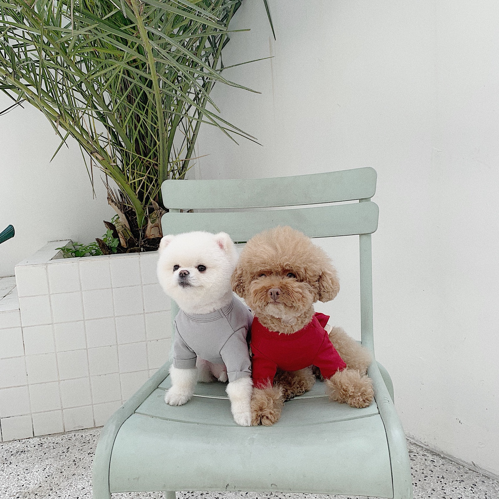 THE PAWS milk bag Belle stick original 3-color dog spring and summer dress flag red milk white haze blue