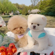 THE PAWS Milk Bag Thyme Small Flying Sleeve Tee Tee Dog Spring Summer Short Sleeve Shirt 4 Color Pet Clothing Cat Dog