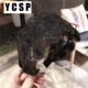 Черный подсолнечник Главный рисунок 7,5 см