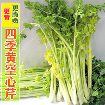 Four seasons yellow hollow celery seeds Yellow heart celery seeds Small parsley yellow tender celery seeds Spring and autumn vegetable seeds