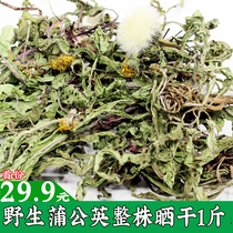 Wild dandelion with the root of the whole mother-in-law fresh leaves tree yellow whole grass flower diced dry dry natural whole plant 1kg