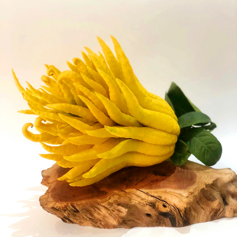 Now pick and send bergamot bergamot with branches water-raised Jinhua bergamot citron clear for ornamental hydroponic small bergamot fruit