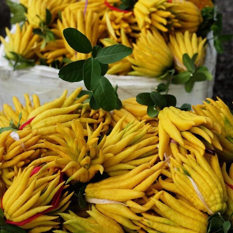 Jinhua Manufacturer Fresh Buddha Melon Watch and SHANGHANG CHENGE FULL BUILDING BUILDING BUILDING