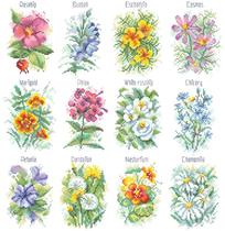 Cross-stitch electronic drawing redraw file SE001 Flowers in the yard And In Our Yard