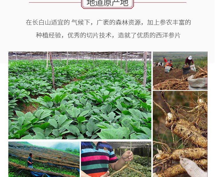 West Ginseng (смена картинки) _04.jpg