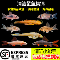 Rat fish Golden moss rat cleaning fish eat shit garbage Algae removal tool fish Small tropical freshwater scavenger fish live