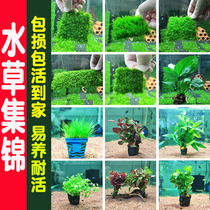 Fish tank aquatic plants live real grass landscaping beautiful Phoenix flame coral big triangle weeping matsutake bulk Moss mesh