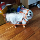 Дорога Пейдди Шиба Ину маленькая собака среднего размера дождь дождь -всеобъемлющий, чем медвежь