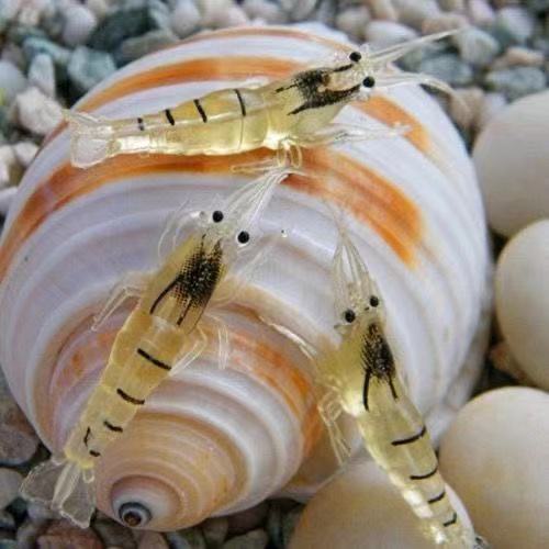 1 3g emulated with hook soft shrimp false bait sea fishing fresh water luminous shrimps Lutheran carp Teething Ronon Kill