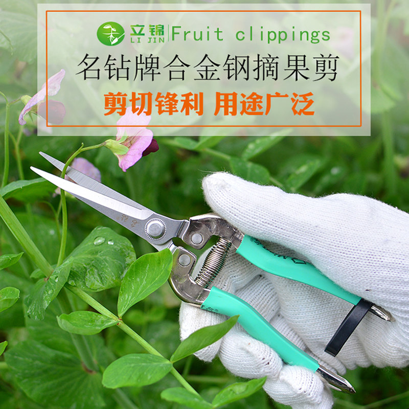 Grape pruning shears gardening fruit picking bud scissors citrus pruning flowers thin fruit picking scissors fruit and vegetable thinning fruit scissors