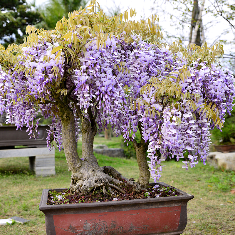 Four-season planting Climbing vine climbing green plants Wisteria flowers saplings multi-pot planting flowers indoor and outdoor flowers Courtyard dill