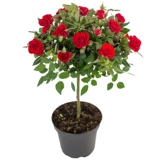 Прививка леденца на палочке