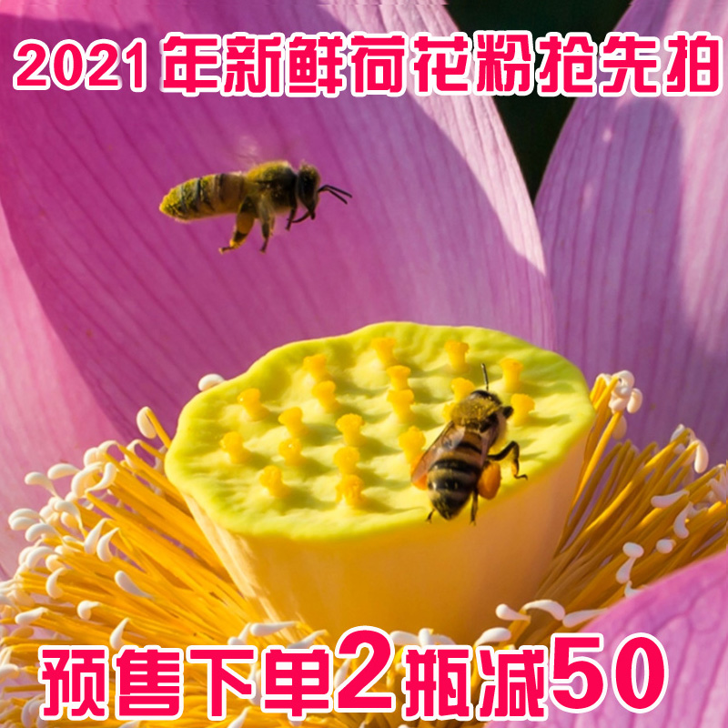 (Fresh lotus powder) Dongting Lake more than ten kinds of wild lotus powder natural bee pollen large bottle of 500g
